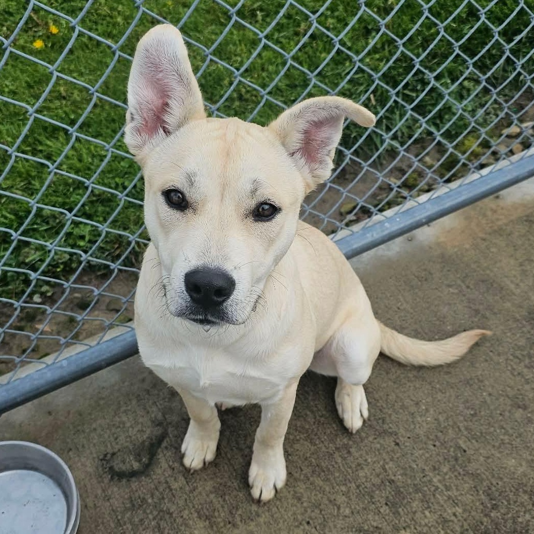 Enlarge 190277 Lucy, a ADOPTABLE mixed breed in Ravenna, OH image 2/6