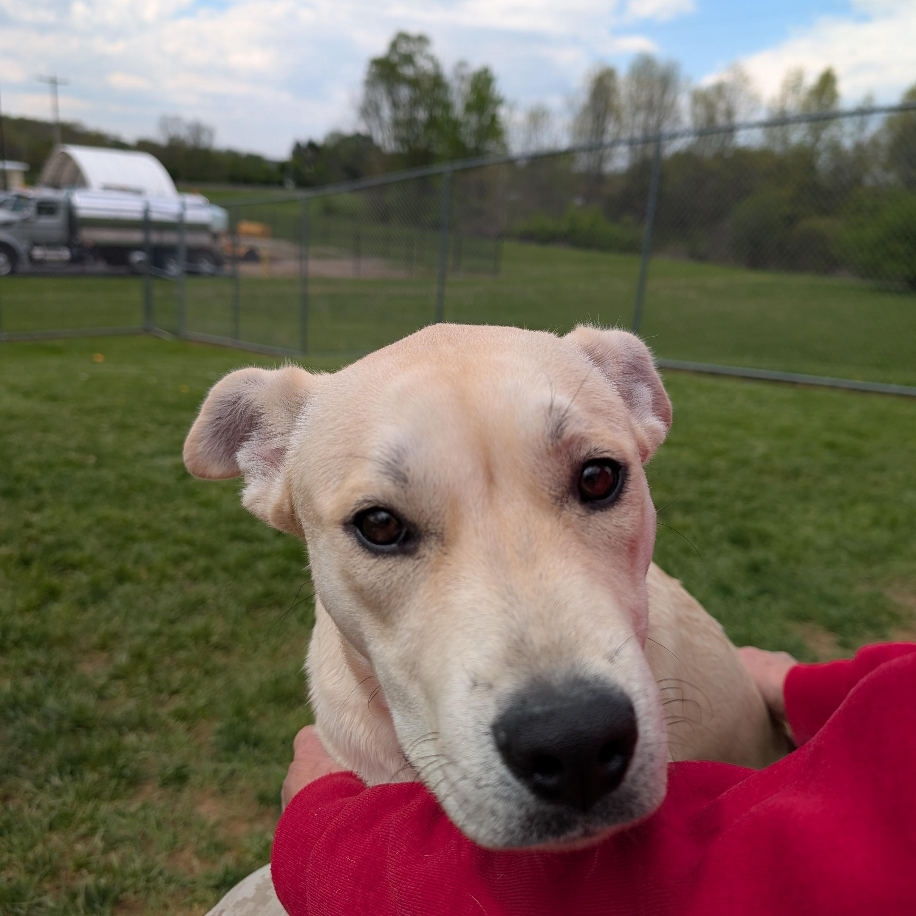 Enlarge 190277 Lucy LOOKING FOR OWNER, a ADOPTABLE mixed breed in Ravenna, OH image 4/5