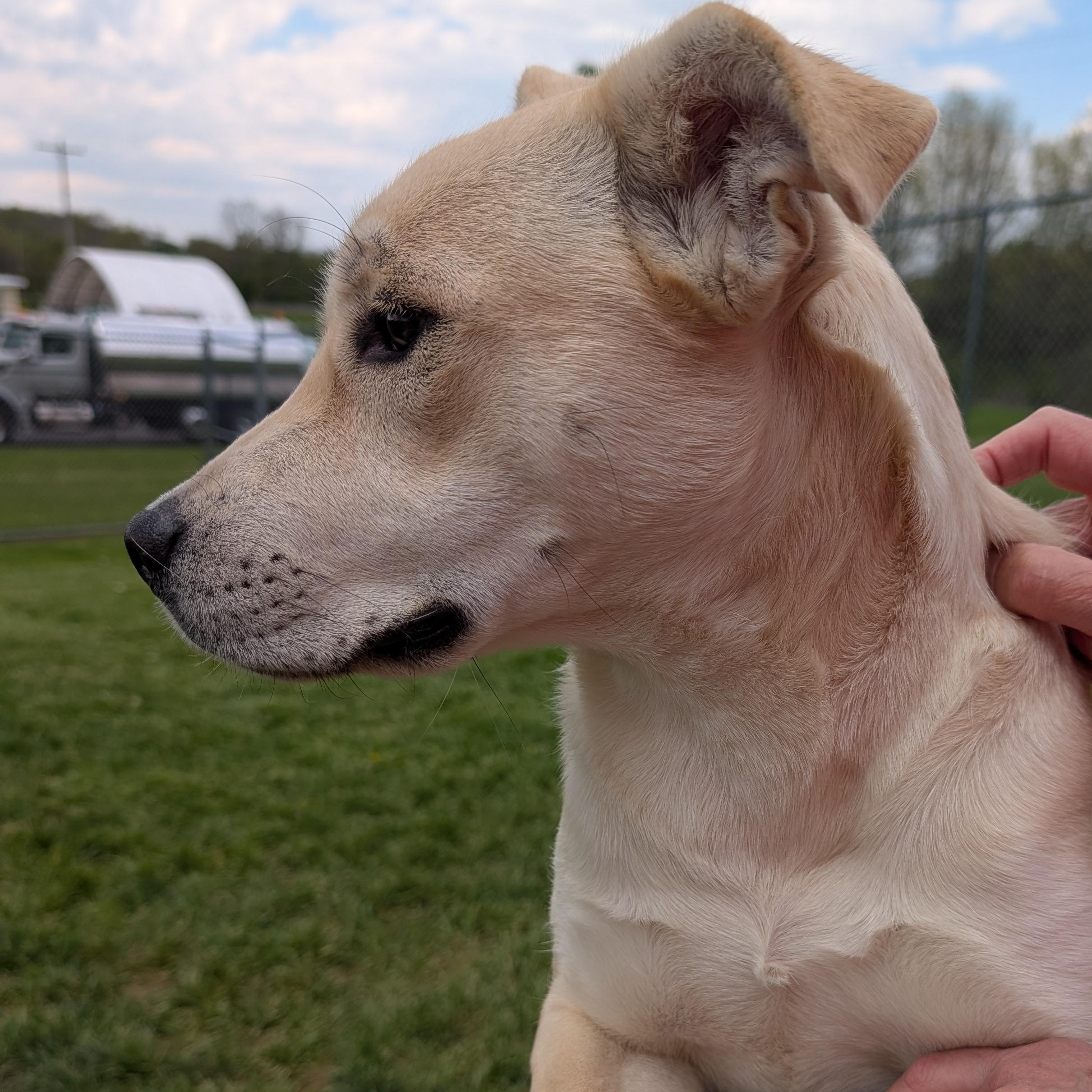 Enlarge 190277 Lucy LOOKING FOR OWNER, a ADOPTABLE mixed breed in Ravenna, OH image 3/5