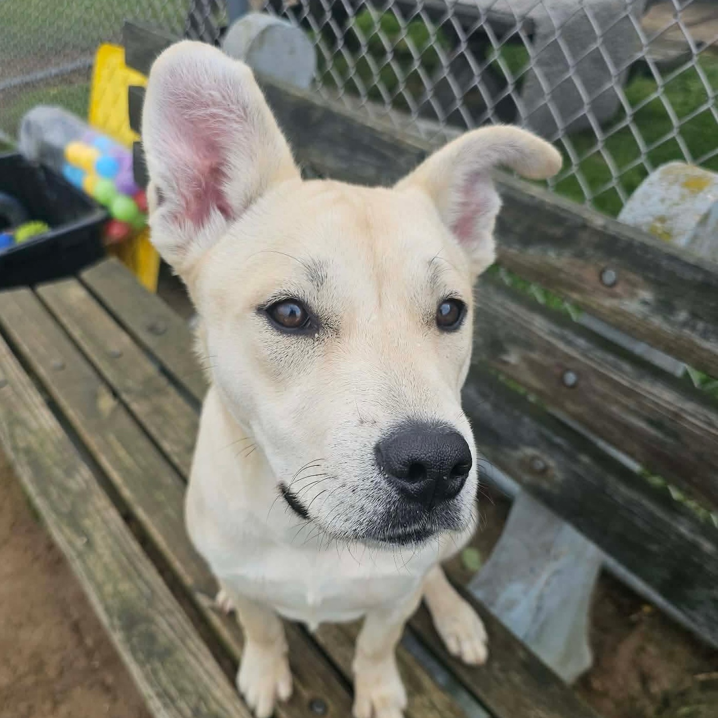 190277 Lucy LOOKING FOR OWNER, ADOPTABLE, Young Female Labrador Retriever.