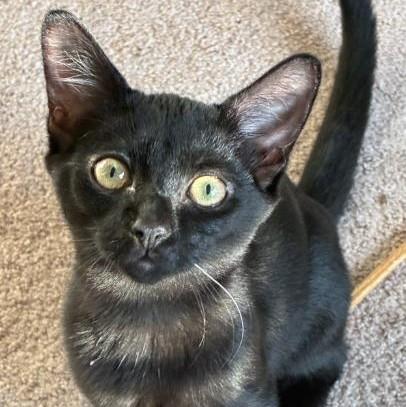 Destiny, Adoptable, Kitten Female Domestic Short Hair.