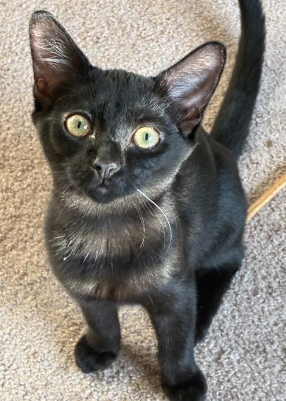 Enlarge Destiny, a Adoptable mixed breed in Atlanta, GA image 2/2