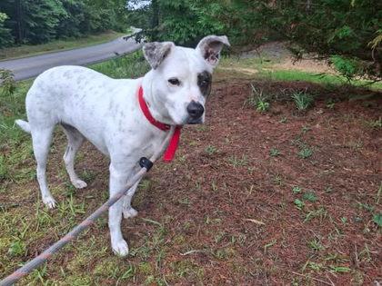 Zoey, Adoptable, Adult Female American Staffordshire Terrier & Mixed Breed.