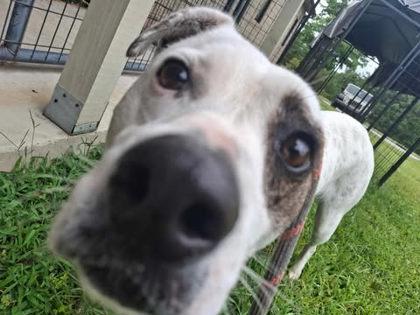 Zoey, a Adoptable mixed breed in Clayton, GA image 2/2