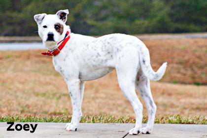 Zoey, Adoptable, Adult Female American Staffordshire Terrier & Mixed Breed.