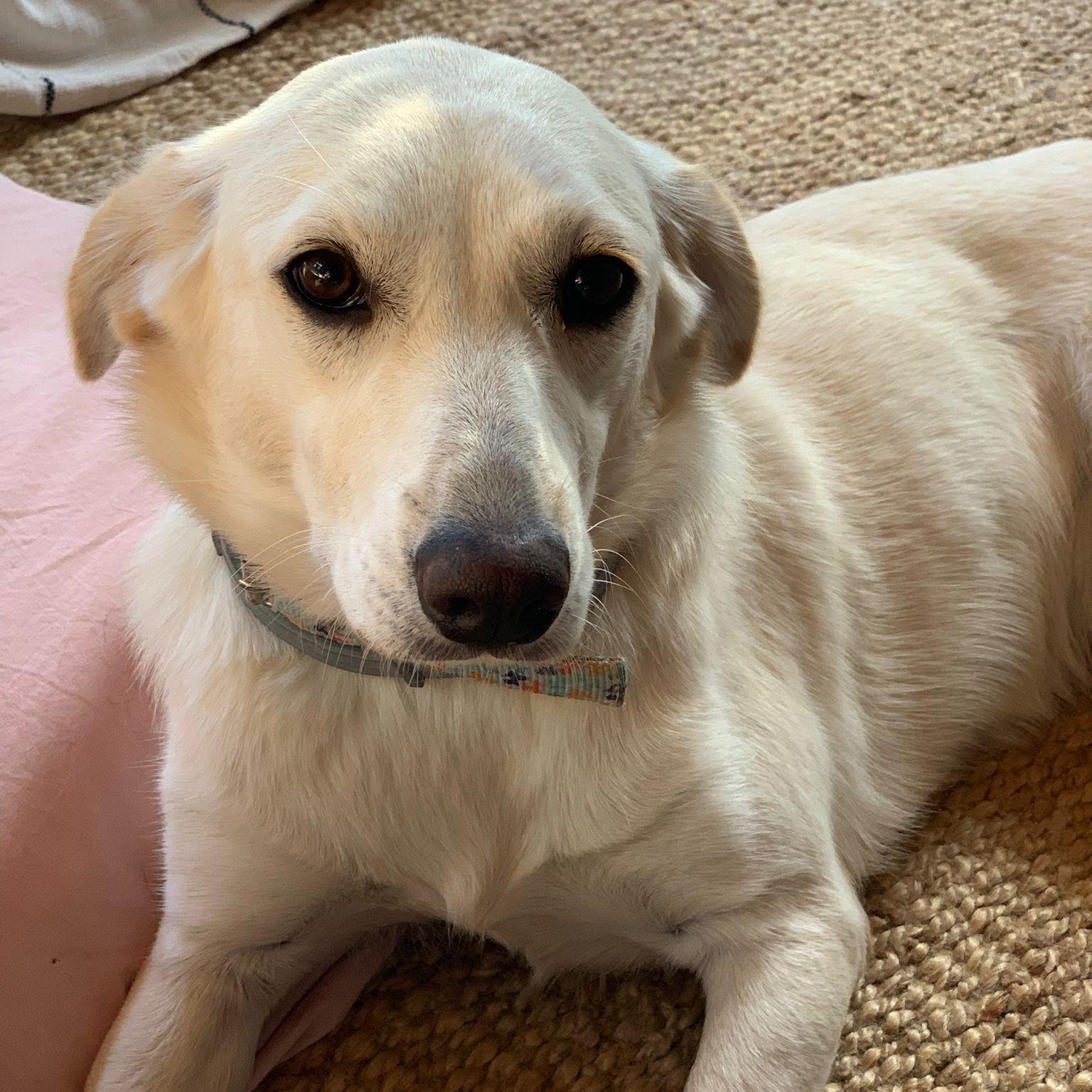 Ms. Fabulous Amy, adoptable, Adult Female Yellow Labrador Retriever & Labrador Retriever.