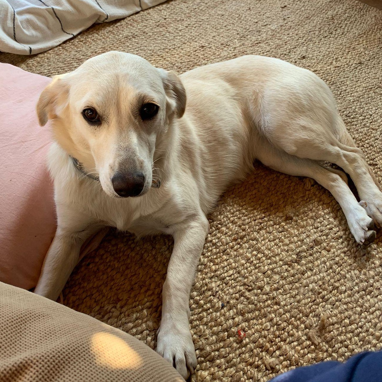 Ms. Fabulous Amy, an adoptable mixed breed in Vancouver, BC image 6/6