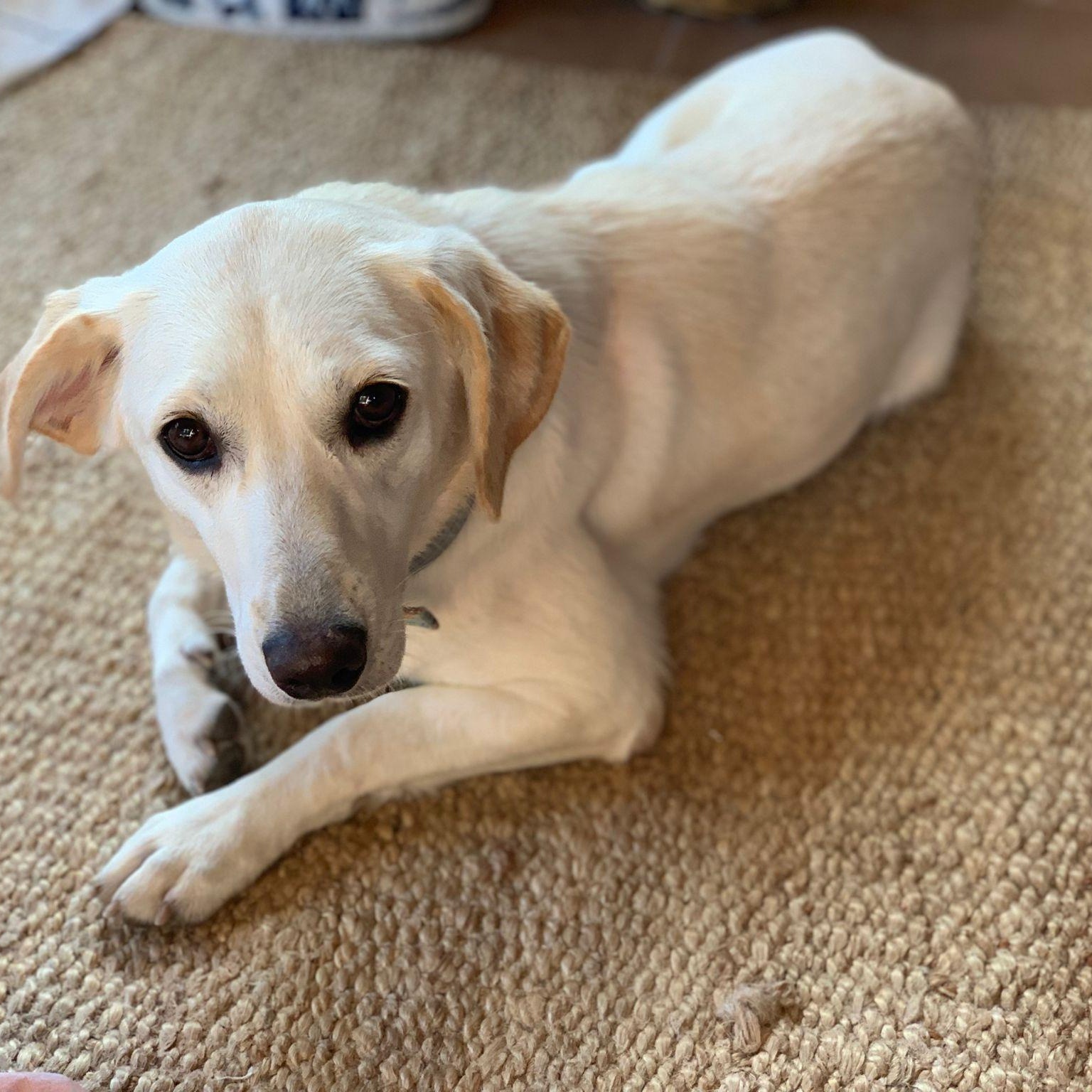 Ms. Fabulous Amy, an adoptable mixed breed in Vancouver, BC image 5/6