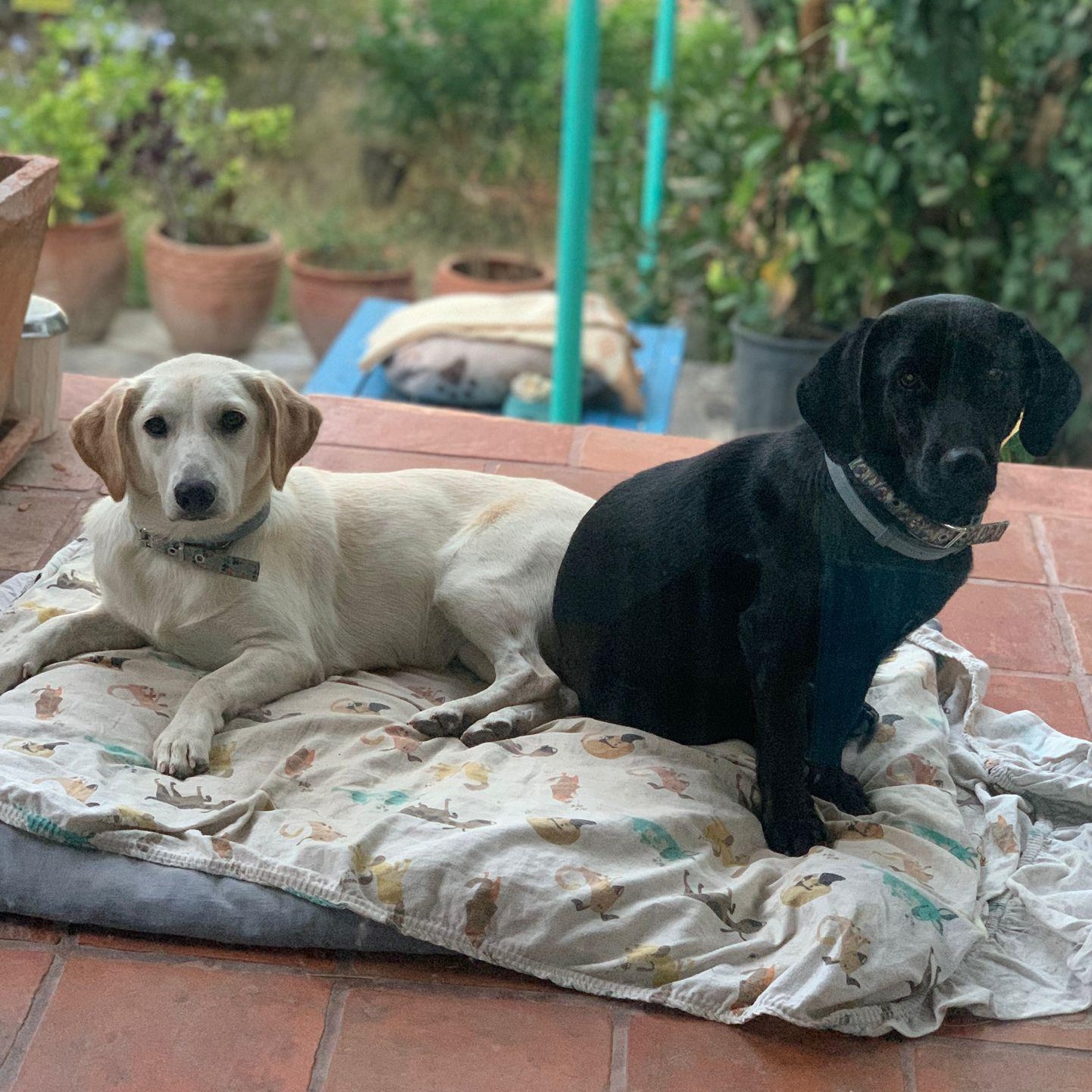 Ms. Fabulous Amy, an adoptable mixed breed in Vancouver, BC image 4/6