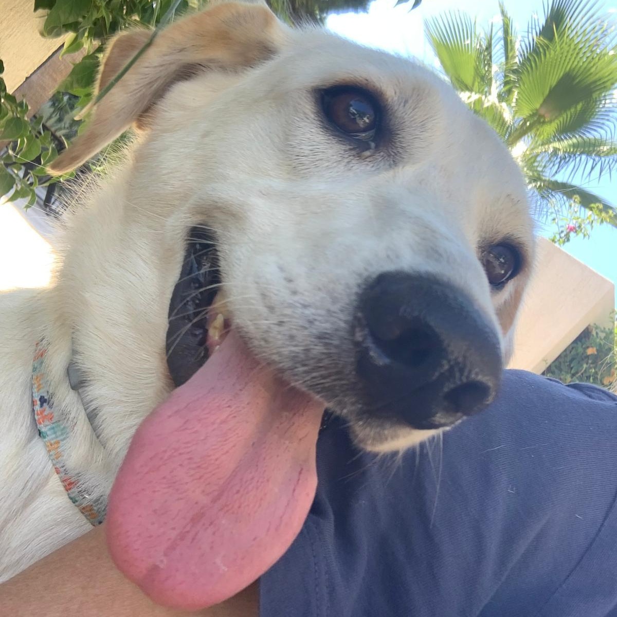 Ms. Fabulous Amy, an adoptable mixed breed in Vancouver, BC image 2/6