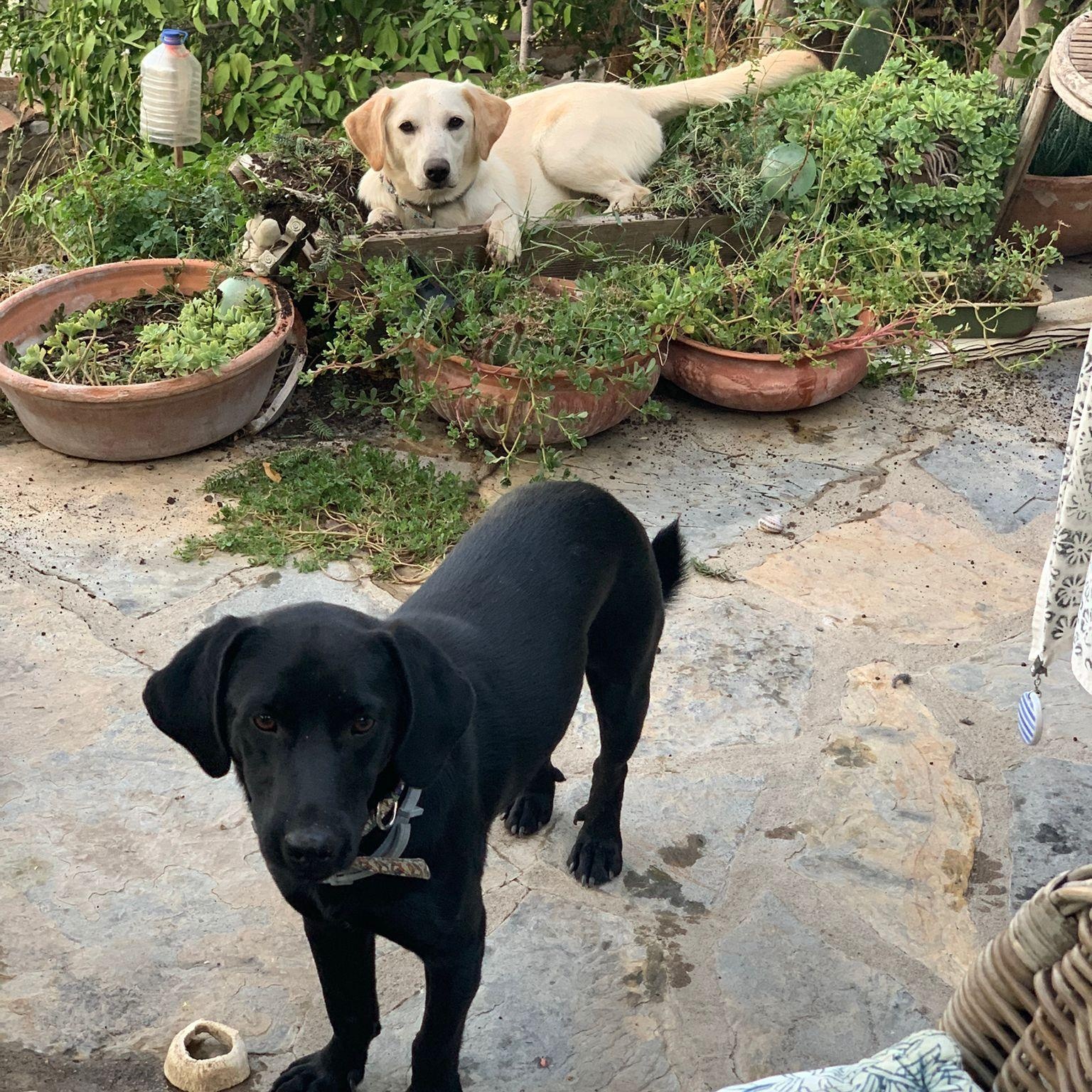 Ms. Fabulous Amy, an adoptable mixed breed in Vancouver, BC image 3/6