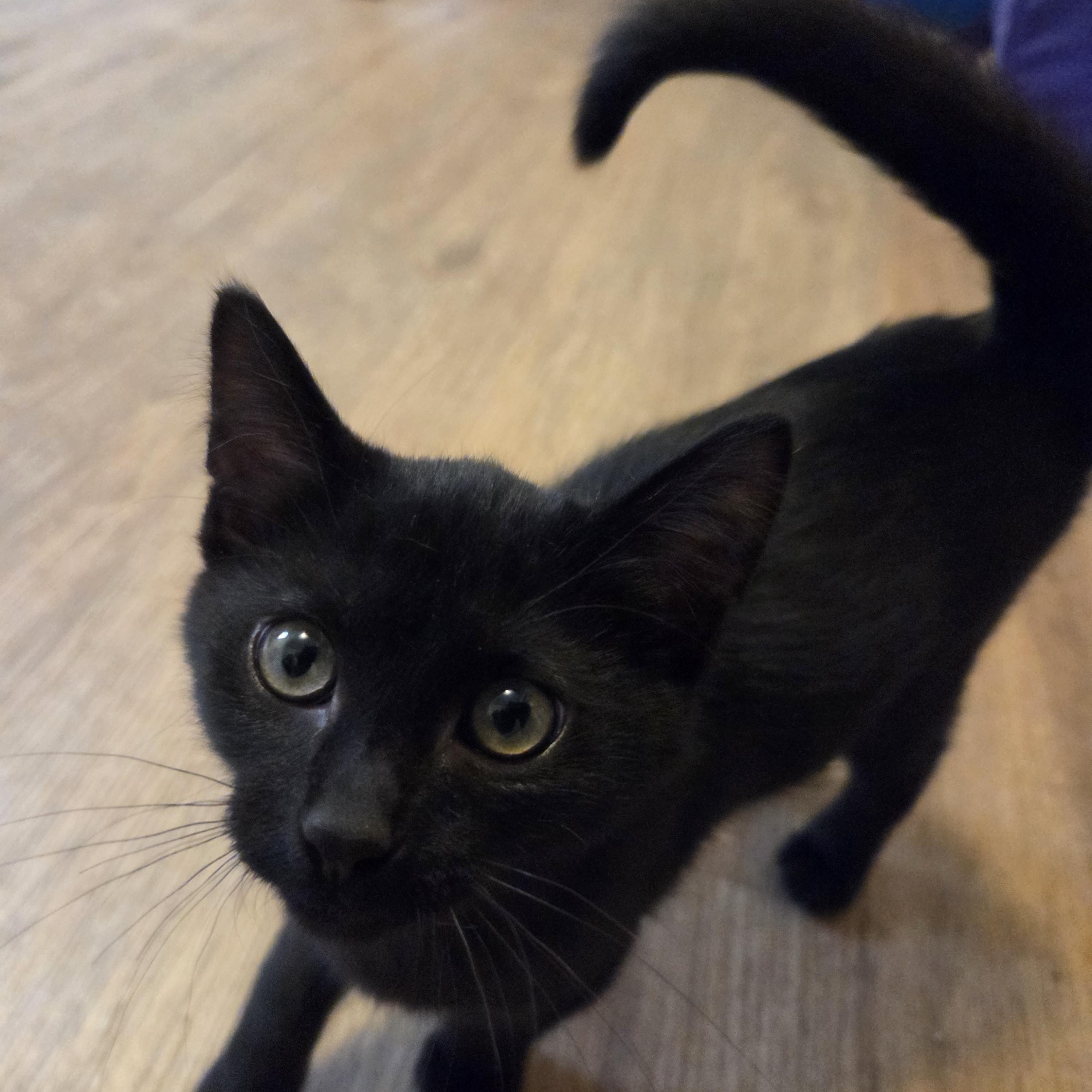Enlarge Eddie, a Adopted Domestic Short Hair in Manistique, MI image 2/2