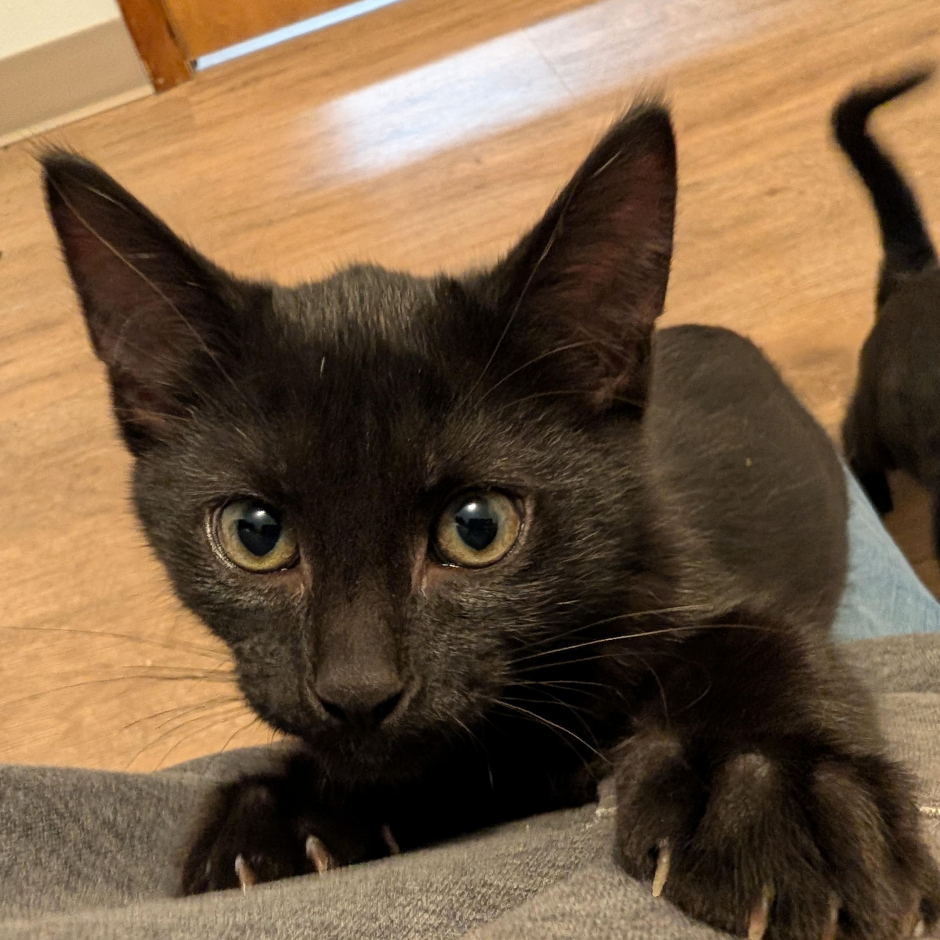 Eddie, Adopted, Kitten Male Domestic Short Hair.