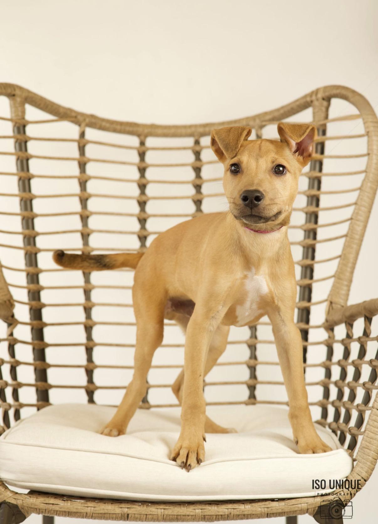 Benito, Adoptable, Puppy Male Terrier.