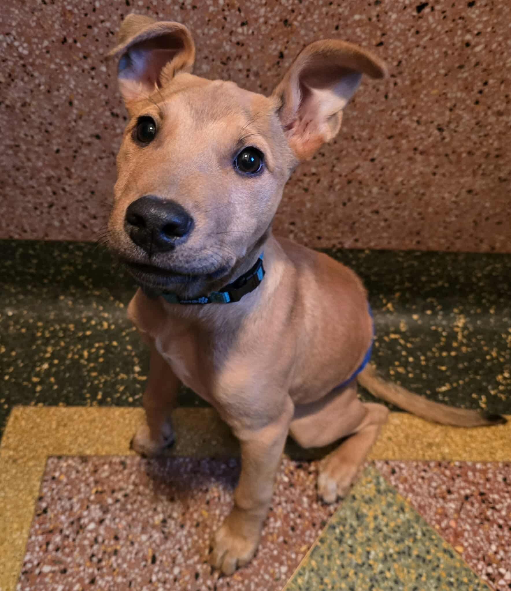 Benito, a Adoptable mixed breed in Green Bay, WI image 2/3