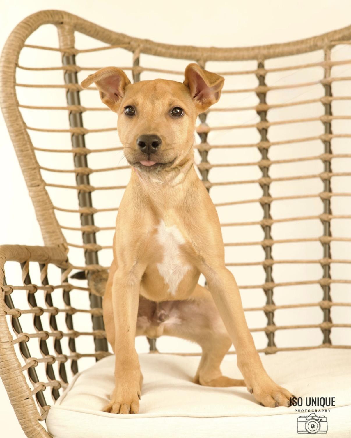 Benito, a Adoptable mixed breed in Green Bay, WI image 3/3