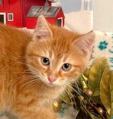 Lindt, Adoptable, Kitten Male Domestic Medium Hair.