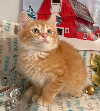 Enlarge Lindt, a Adoptable Domestic Medium Hair in Shawnee, KS image 2/3