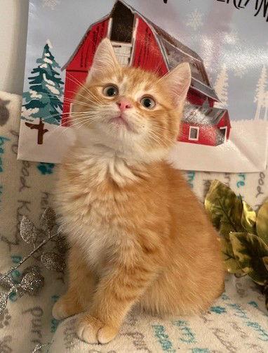 Enlarge Lindt, a Adoptable Domestic Medium Hair in Shawnee, KS image 3/3