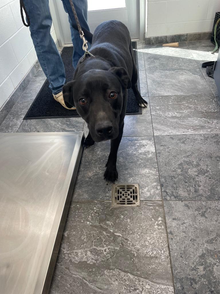 Enlarge Night, a Adoptable Labrador Retriever in Oxford, NC image 1/2