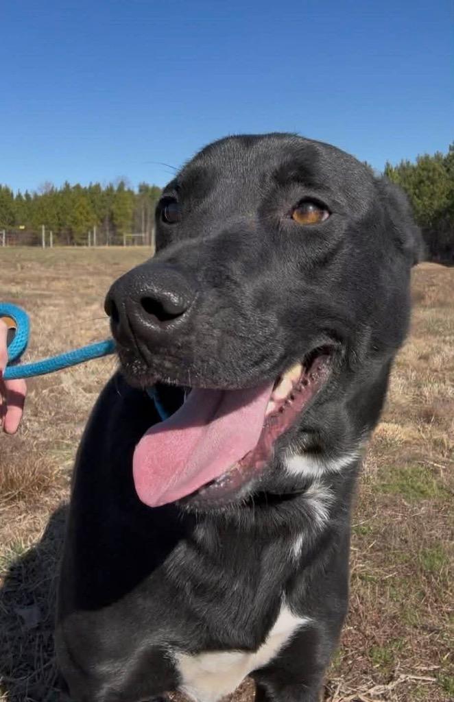 Night, Adoptable, Adult Male Labrador Retriever.