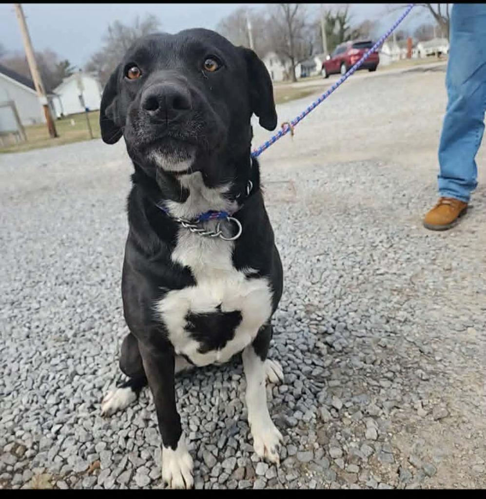 Enlarge Lily Lab, a Adoptable Labrador Retriever in Olney, IL image 1/2