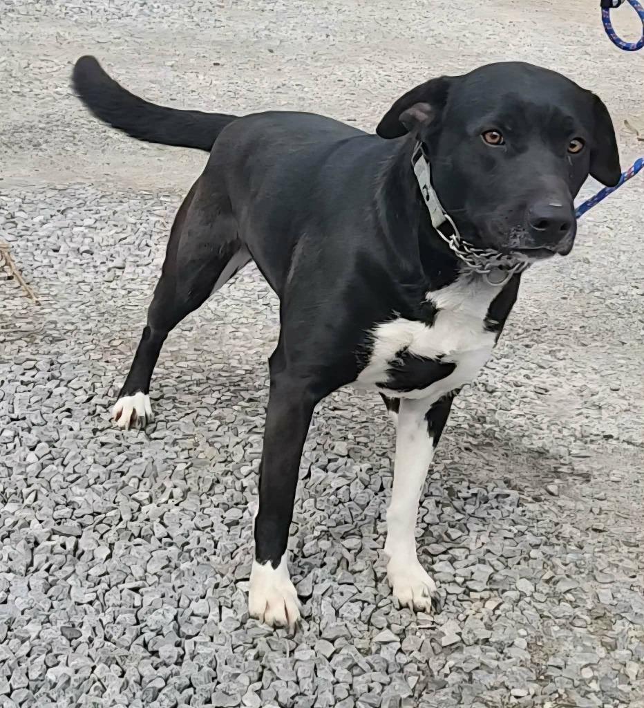 Enlarge Lily Lab, a Adoptable Labrador Retriever in Olney, IL image 2/2