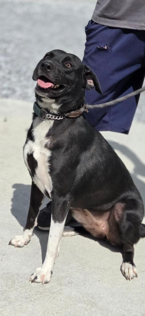 Enlarge Lily Lab, a Adoptable Labrador Retriever in Olney, IL image 1/3