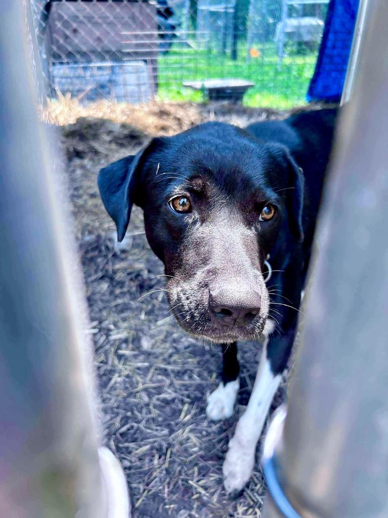 Lily Lab, Adoptable, Adult Female Labrador Retriever.