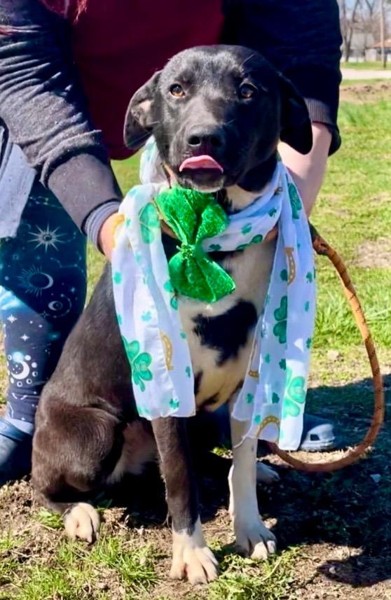 Lily Lab, a Adoptable Labrador Retriever in Olney, IL image 2/3