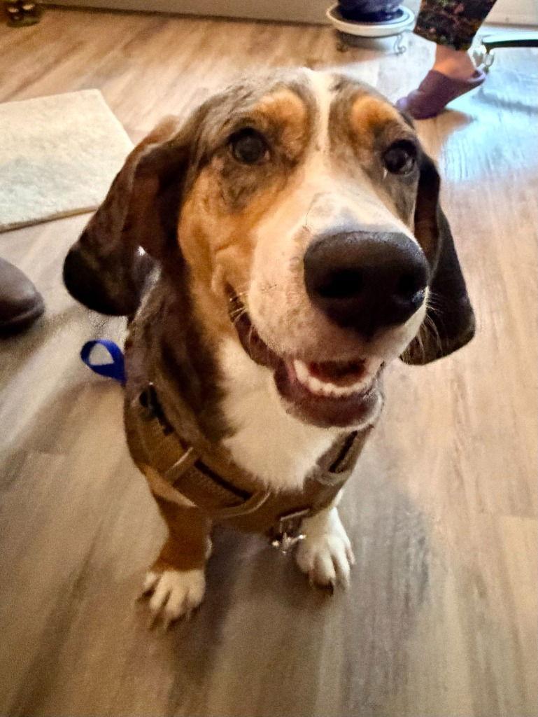 Buddy, Adoptable, Young Male Basset Hound & Australian Shepherd.