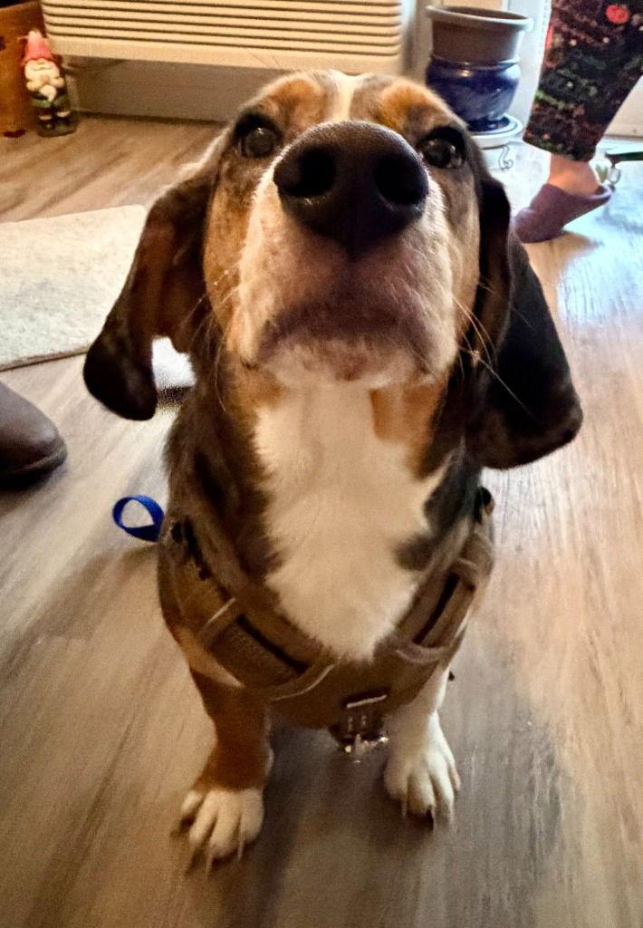 Enlarge Buddy, a Adoptable mixed breed in St. Helens, OR image 2/2