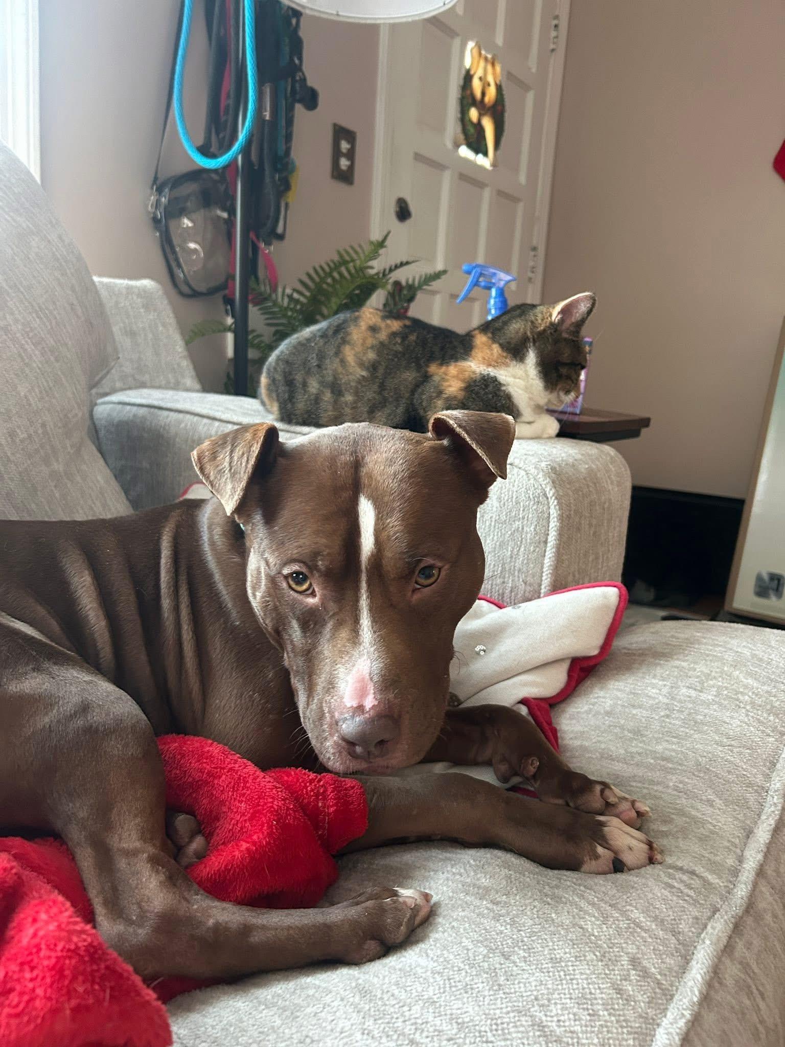 Tiger Eye, a Adoptable mixed breed in Cleveland, OH image 1/6