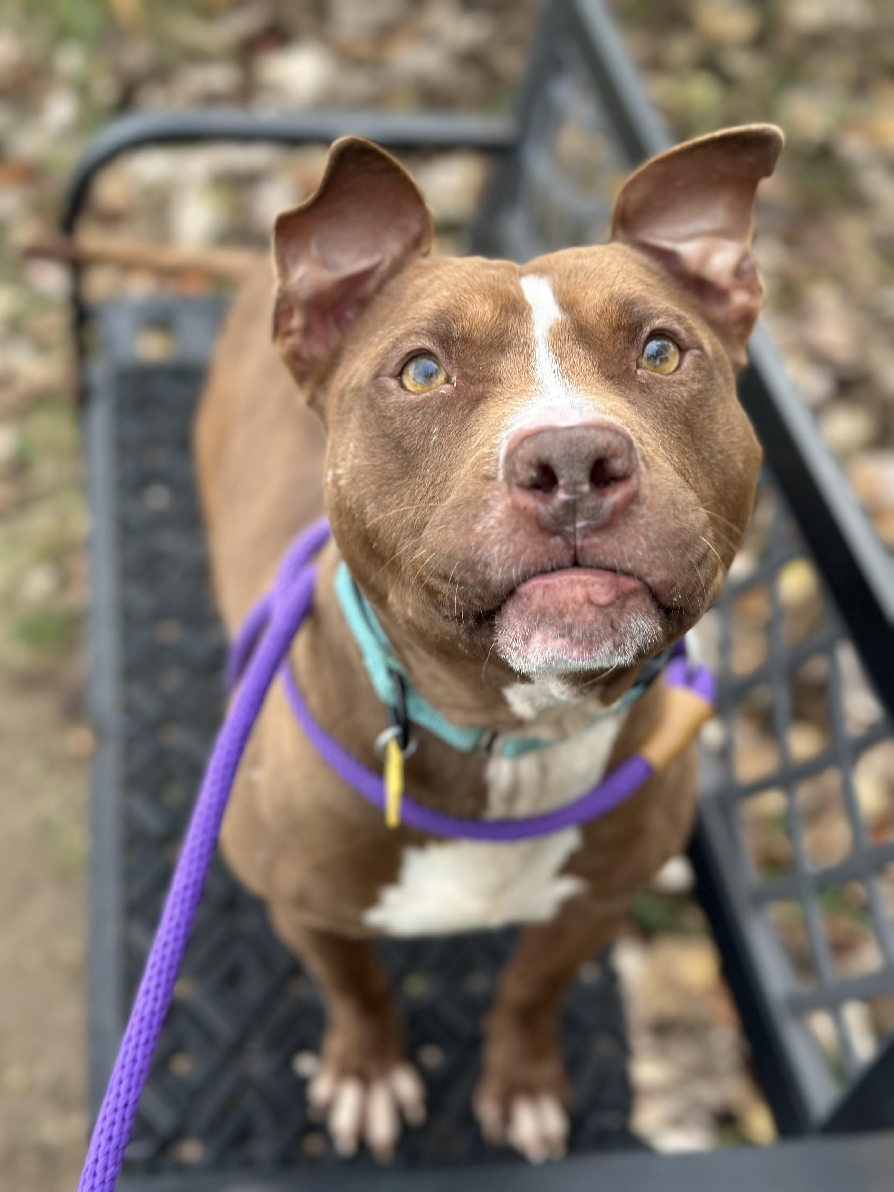 Tiger Eye, Adoptable, Adult Male Pit Bull Terrier.