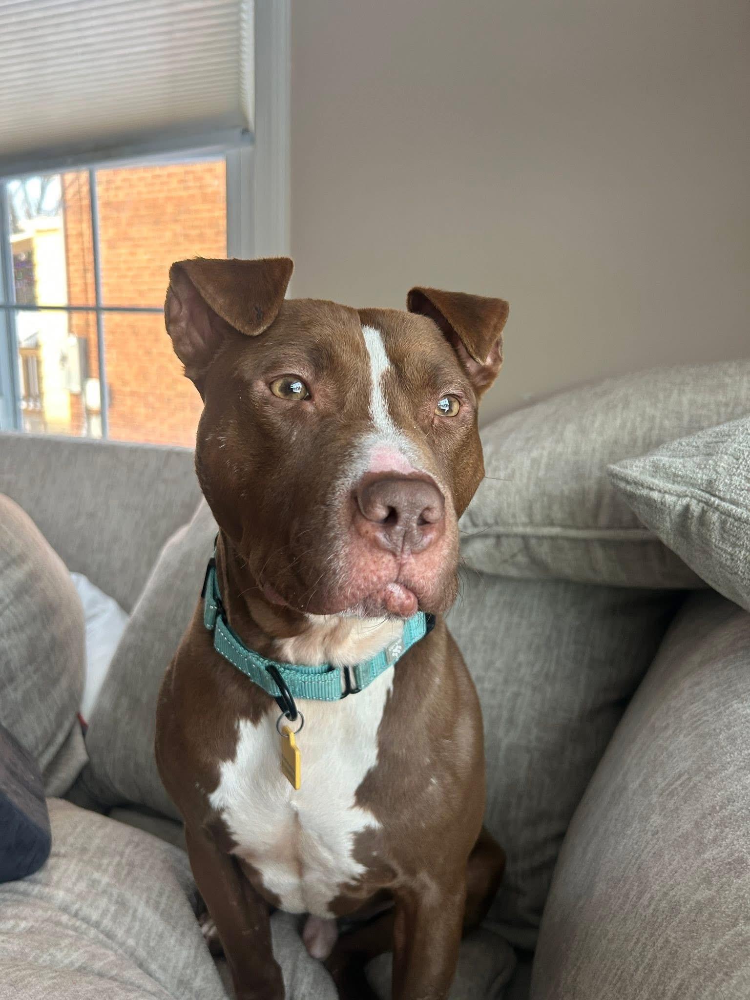 Tiger Eye, a Adoptable mixed breed in Cleveland, OH image 3/6