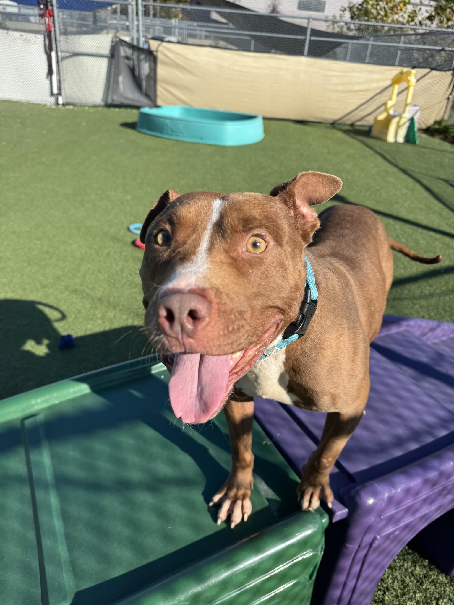 Tiger Eye, a Adoptable mixed breed in Cleveland, OH image 5/6