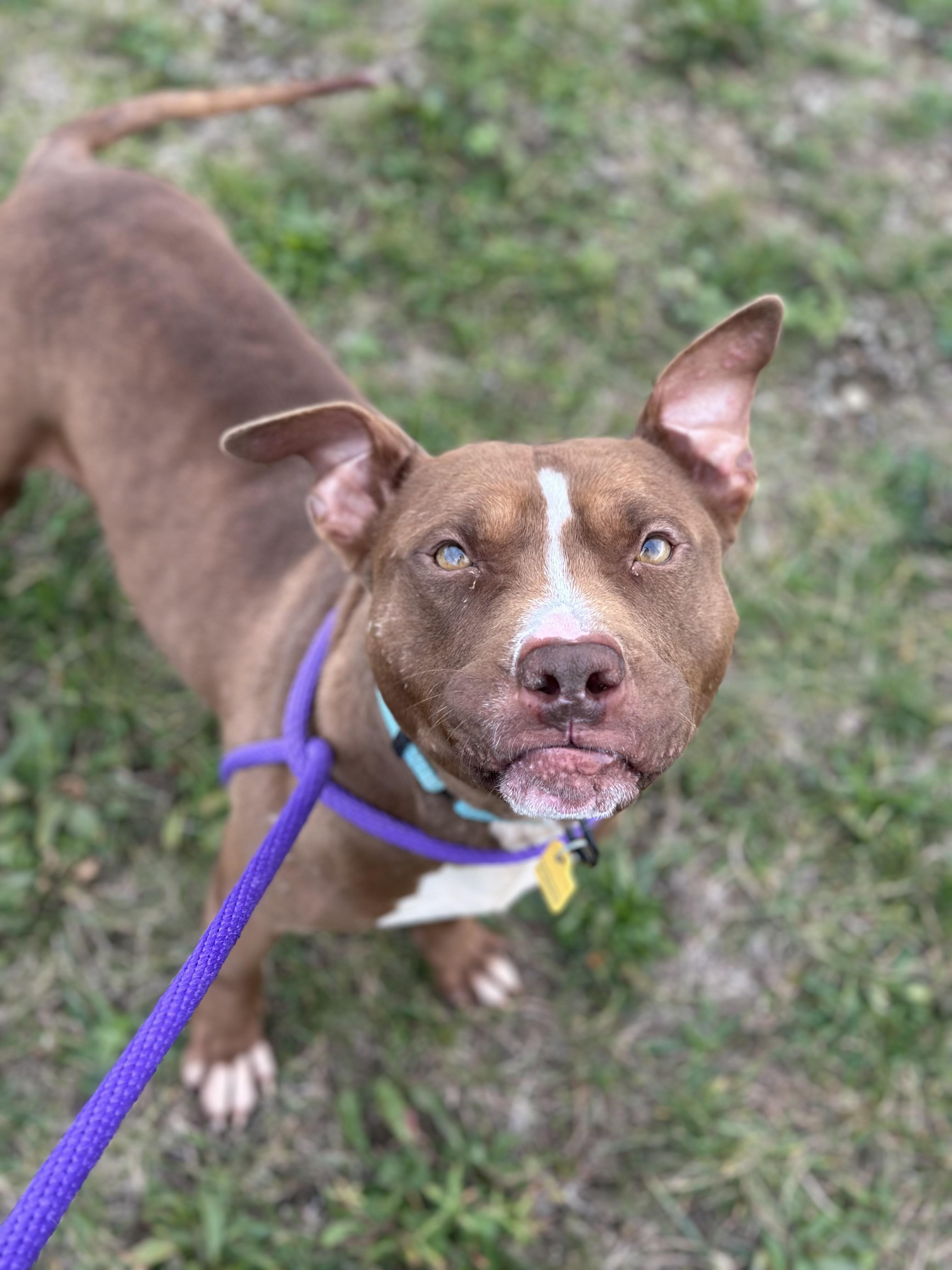 Tiger Eye, a Adoptable mixed breed in Cleveland, OH image 6/6