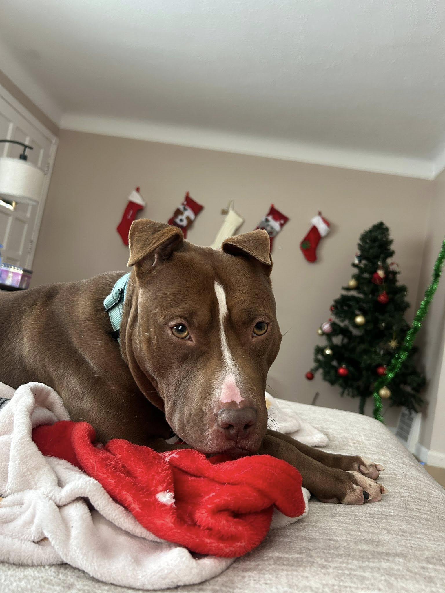 Tiger Eye, a Adoptable mixed breed in Cleveland, OH image 4/6