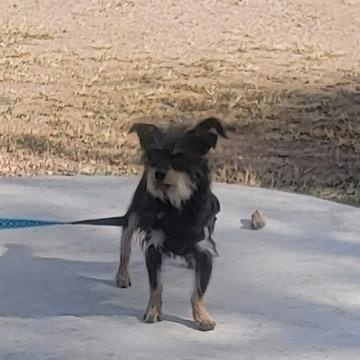 Honeybear, a Adoptable mixed breed in Tucson, AZ image 1/5