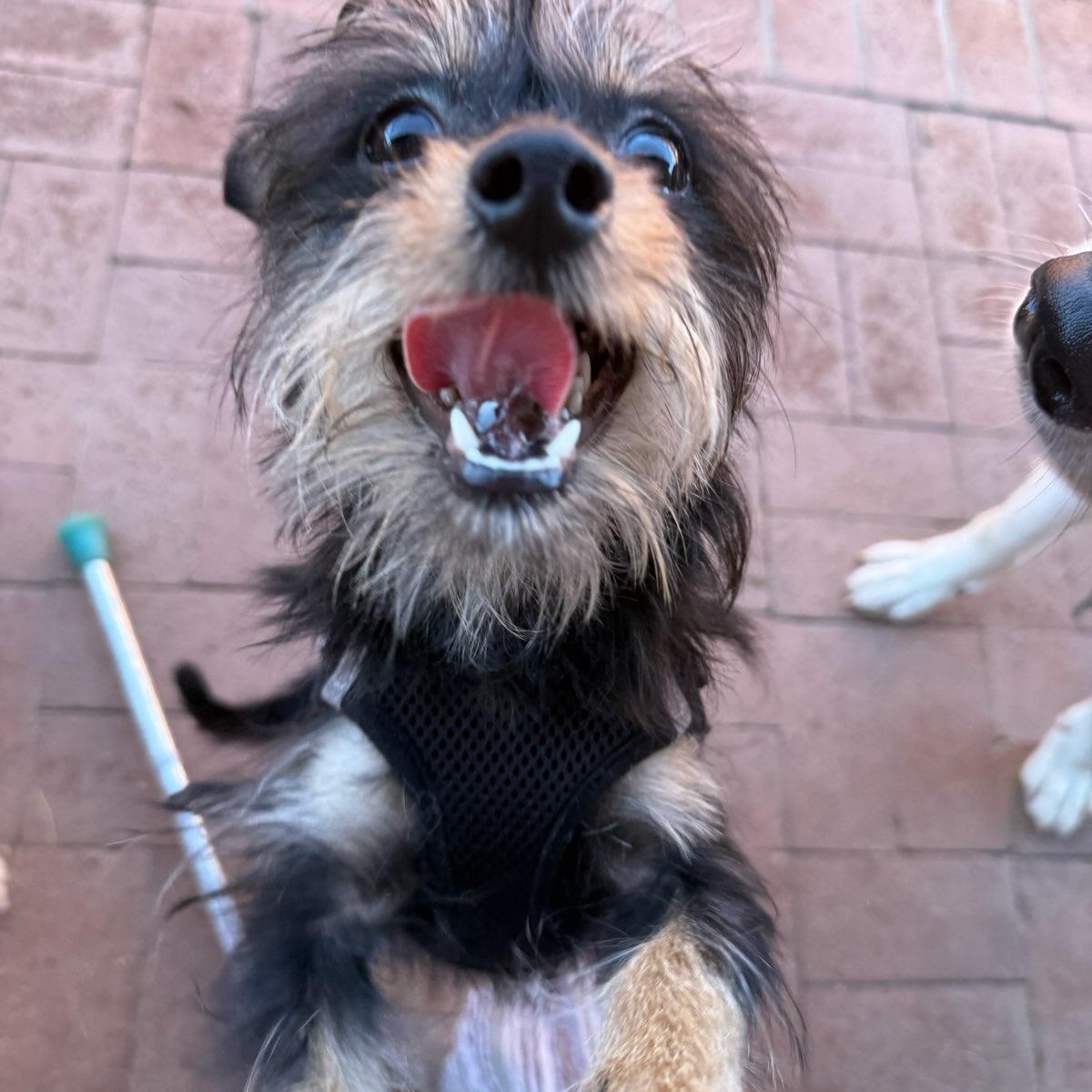 Honeybear, a Adoptable mixed breed in Tucson, AZ image 4/5