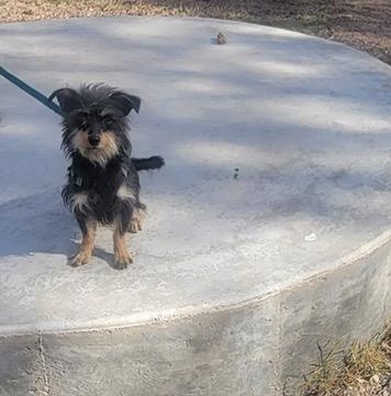 Honeybear, a Adoptable mixed breed in Tucson, AZ image 3/5