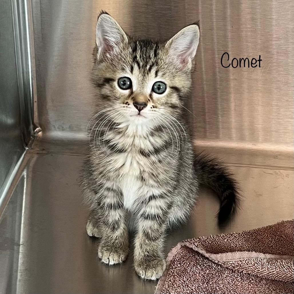Enlarge Comet, a Adoptable mixed breed in Madisonville, TN image 2/2
