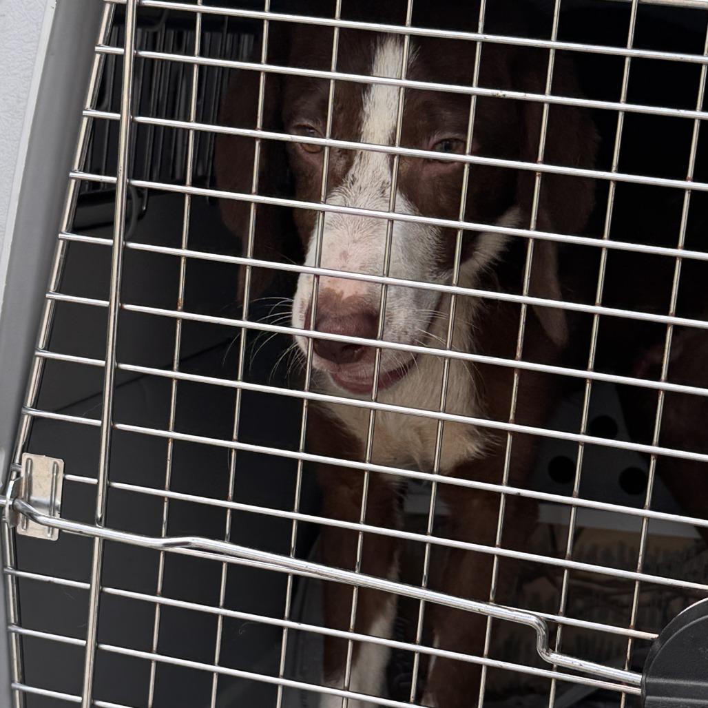 Mario aka 091426-7D, Adoptable, Young Male Retriever & Mixed Breed.