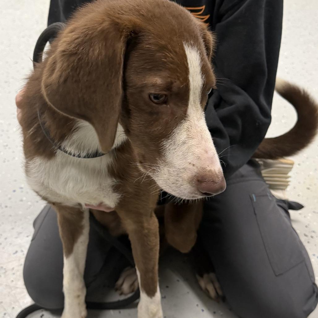 Enlarge Mario aka 091426-7D, a Adoptable mixed breed in Marion, VA image 3/3