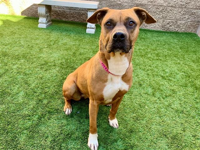 Enlarge MOXIE, a Adoptable mixed breed in Moreno Valley, CA image 1/1