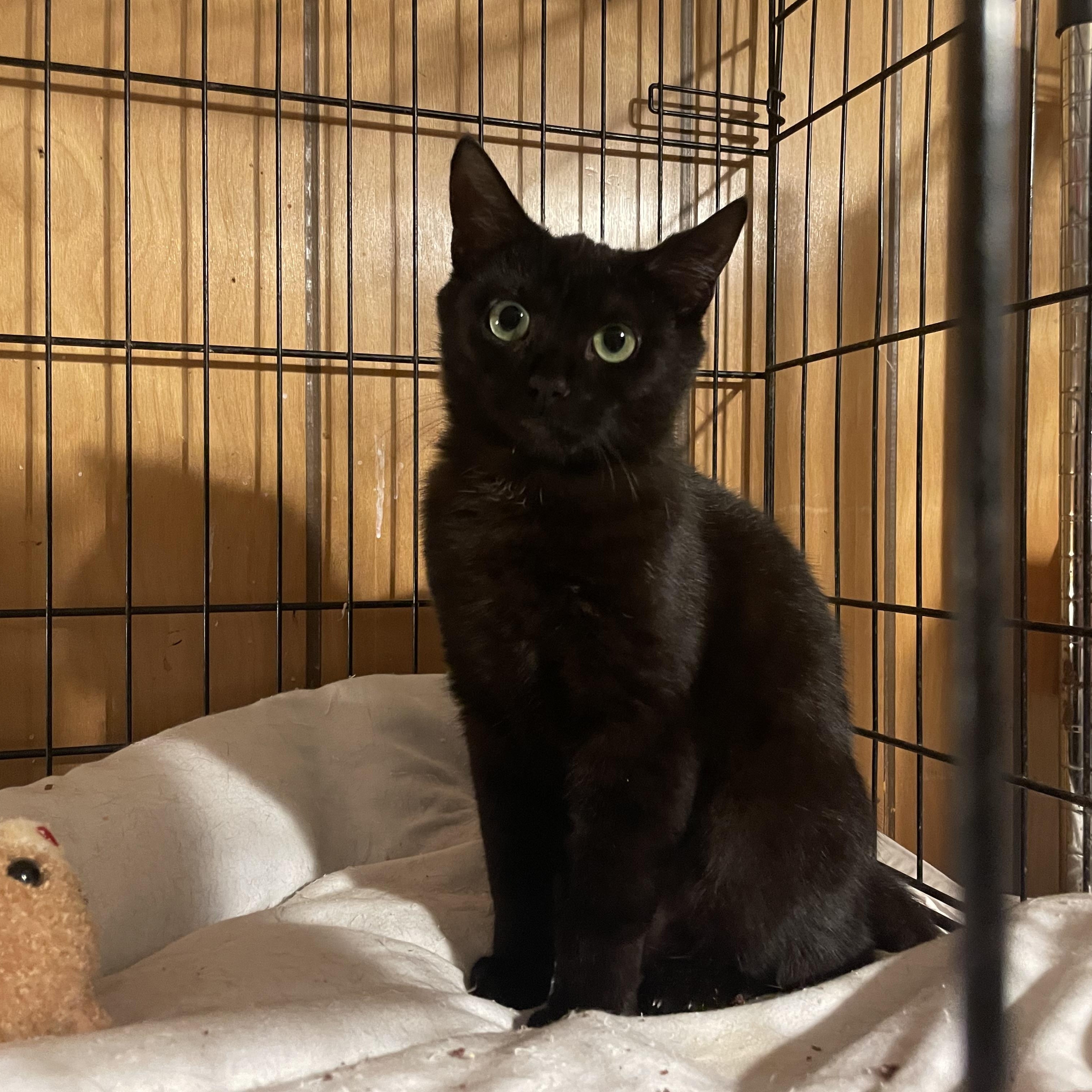 Bera, Adoptable, Adult Female Domestic Short Hair.