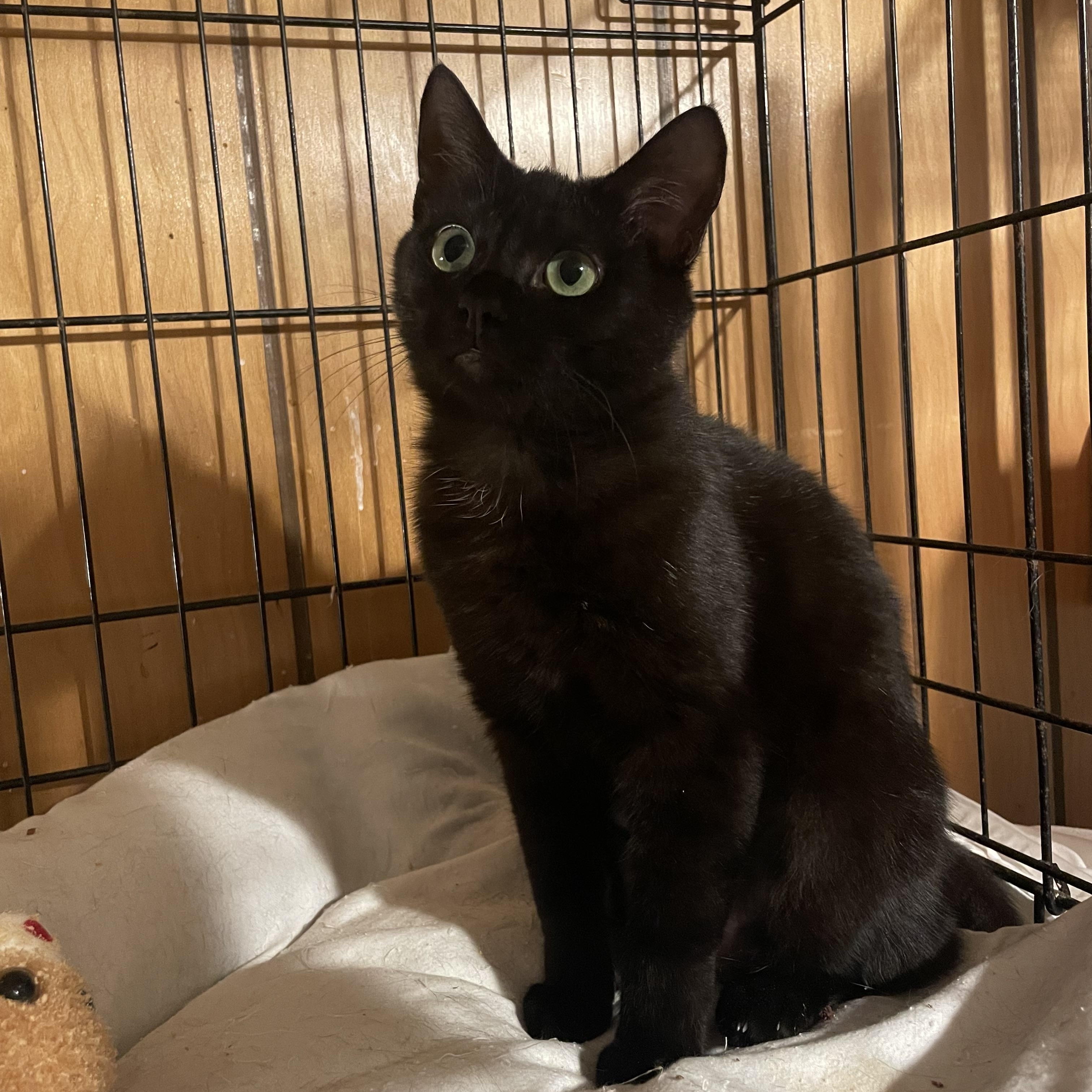 Bera, Adoptable, Young Female Domestic Short Hair.