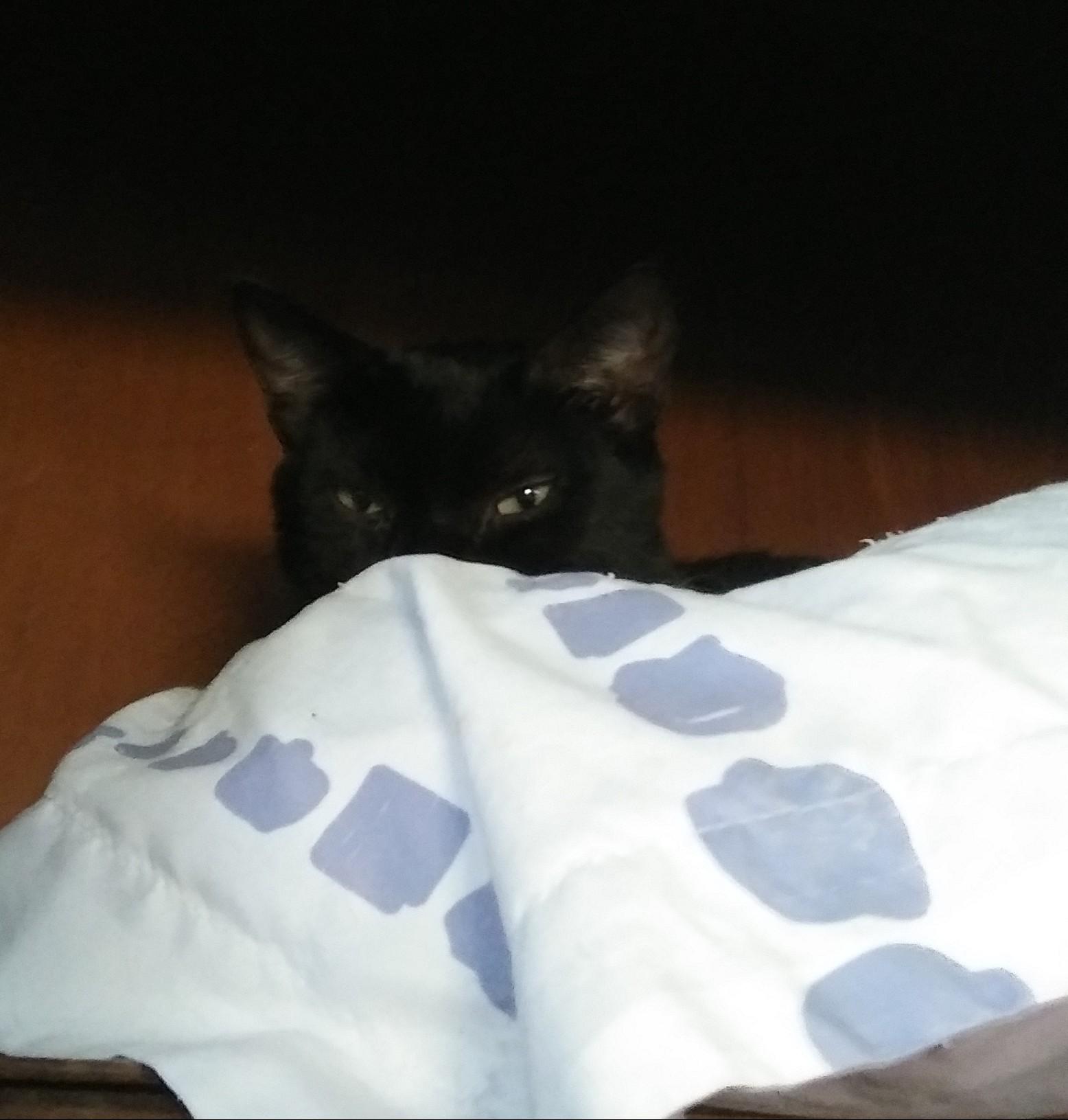 Bera, Adoptable, Young Female Domestic Short Hair.
