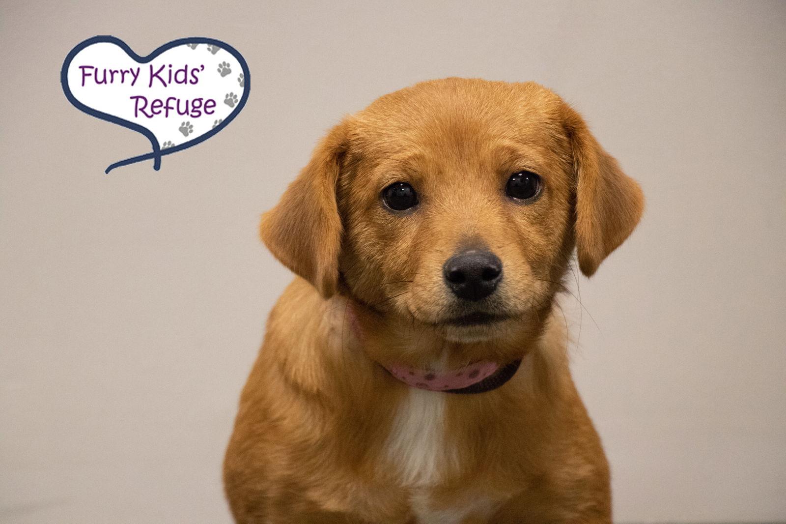 Clifford, Adoptable, Puppy Male Retriever & Terrier.