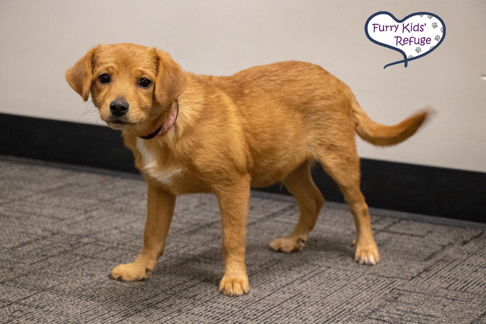 Enlarge Clifford, a Adoptable mixed breed in Lee's Summit, MO image 2/3